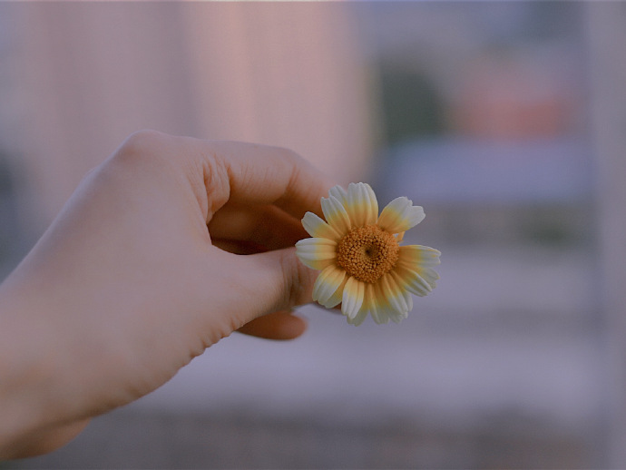 点击大图看下一张：一组温柔热烈的小雏菊图片