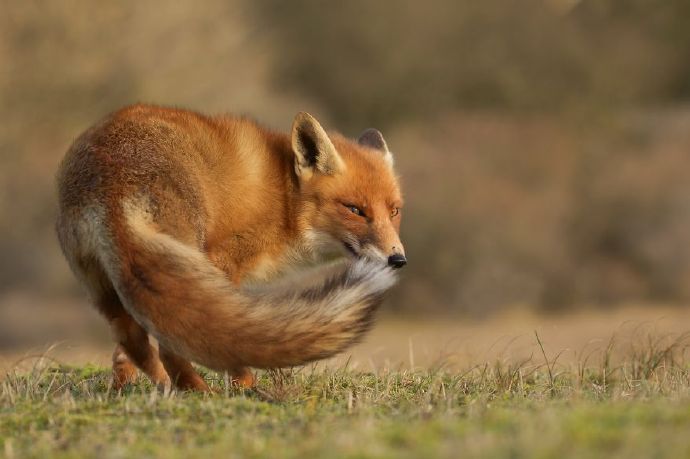 点击大图看下一张：生活在靠近海岸地区的“沙丘狐狸