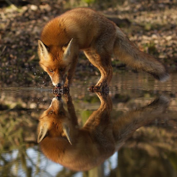 点击大图看下一张：一组野生狐狸近距离拍摄图片