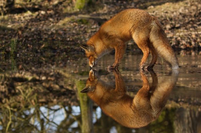 点击大图看下一张：一组野生狐狸近距离拍摄图片