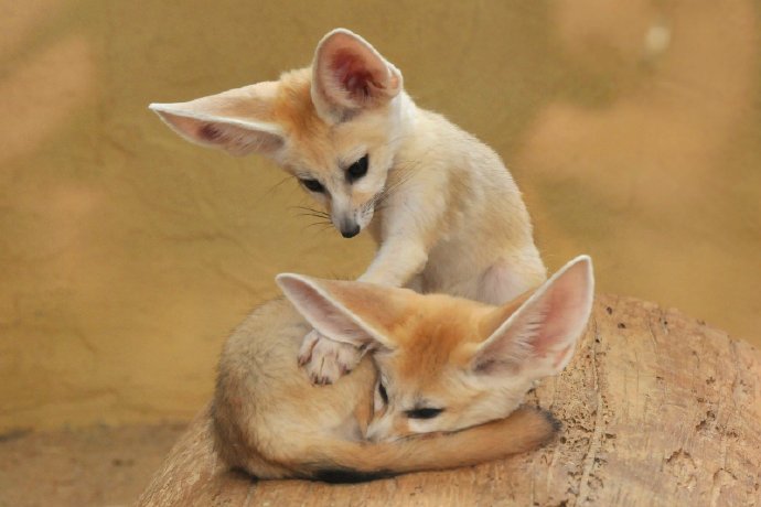 点击大图看下一张：于达姆施塔特动物园拍摄的(耳郭)狐