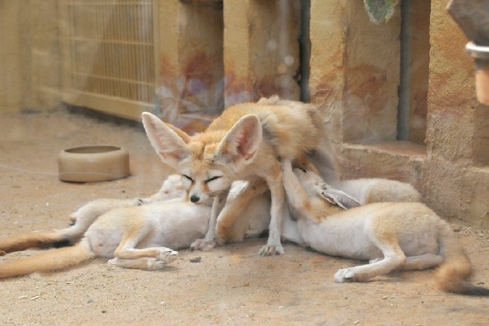 点击大图看下一张：于达姆施塔特动物园拍摄的(耳郭)狐