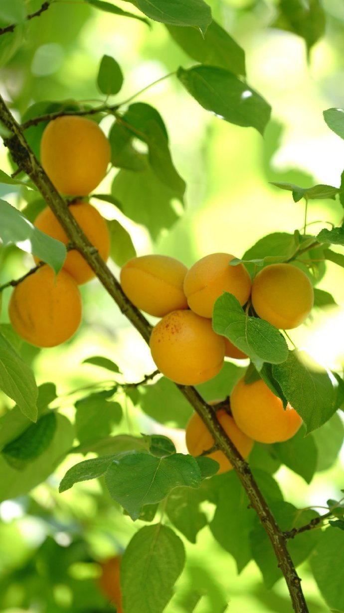 点击大图看下一张：一组黄黄的杏子图片欣赏