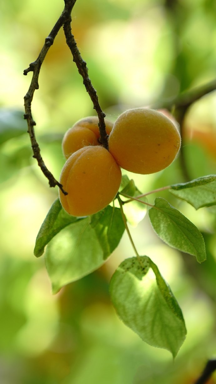 点击大图看下一张：一组黄黄的杏子图片欣赏