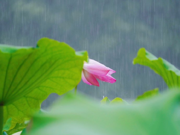 点击大图看下一张：一组雨中荷韵的唯美图片