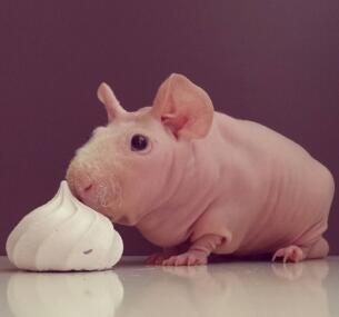 点击大图看下一张：一组可爱光滑的宠物猪图片