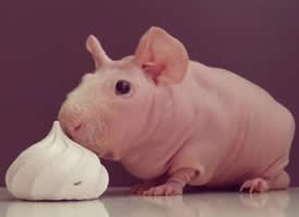点击大图看下一张：一组可爱光滑的宠物猪图片
