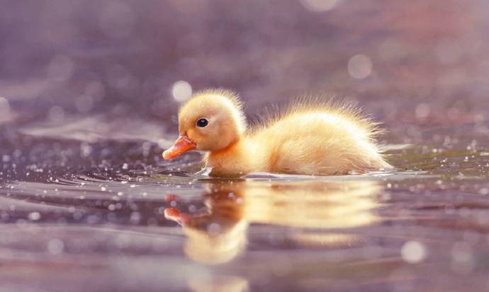 点击大图看下一张：在水里游超可爱的小鸭子