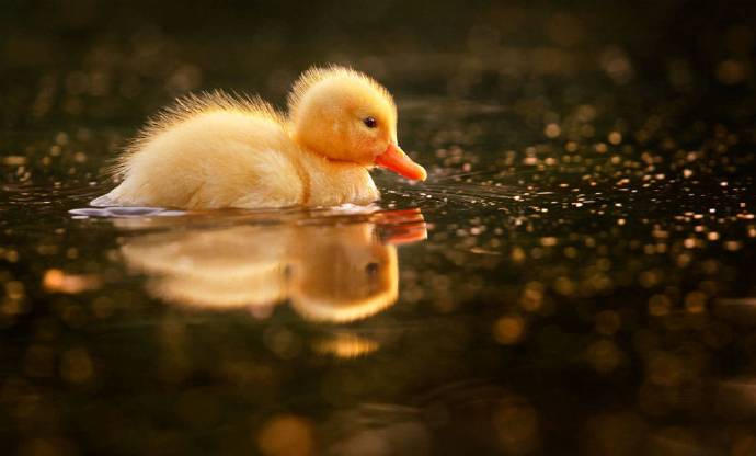 点击大图看下一张：在水里游超可爱的小鸭子