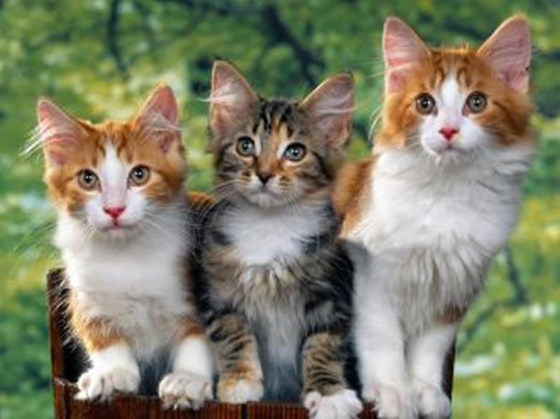 点击大图看下一张：一组可爱的萌猫图片