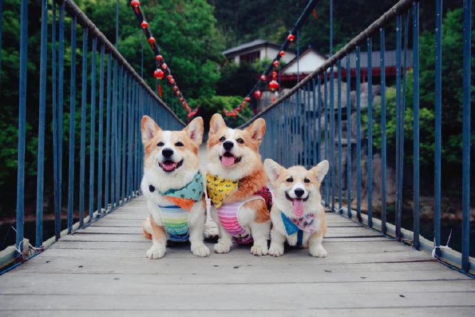 点击大图看下一张：一组超可爱的三只柯基犬图片