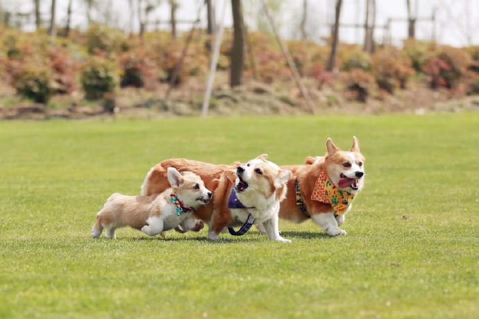 点击大图看下一张：一组超可爱的三只柯基犬图片
