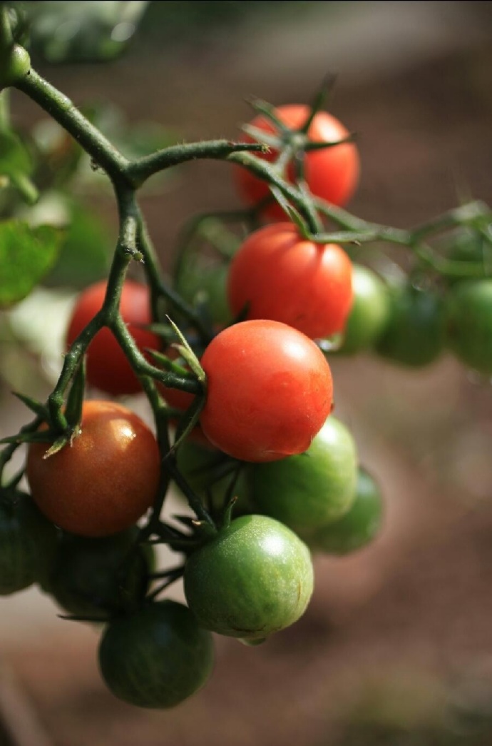 点击大图看下一张：超级新鲜一串串的番茄图片