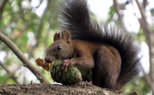 点击大图看下一张：一组吃松果的灰松鼠图片