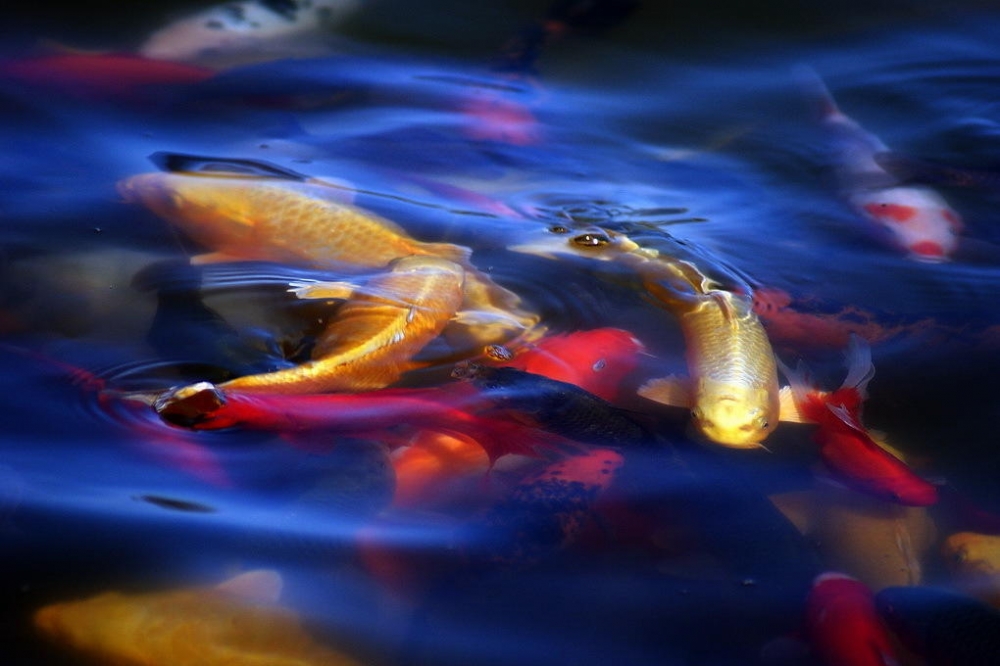 点击大图看下一张：颜色鲜艳的锦鲤图片欣赏
