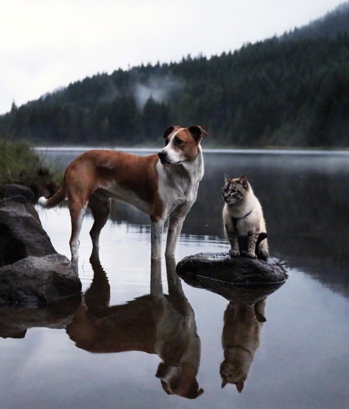 点击大图看下一张：猫星人和狗狗四处旅游的图片