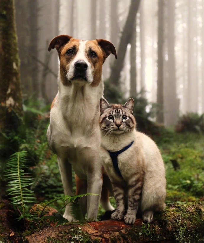 点击大图看下一张：猫星人和狗狗四处旅游的图片