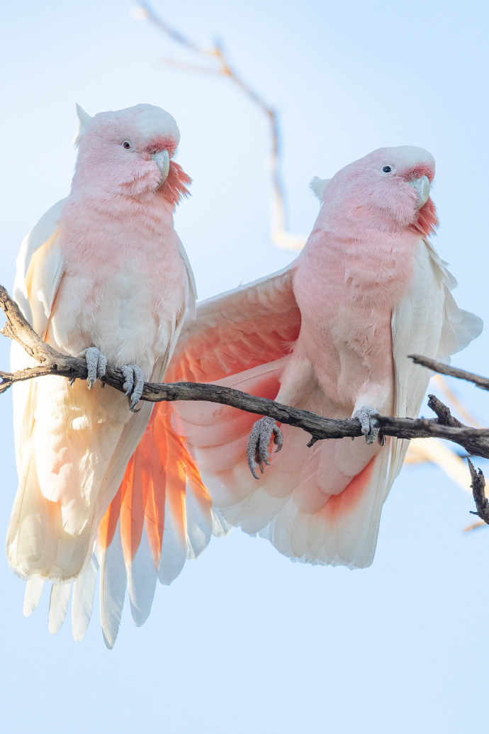 点击大图看下一张：美丽的彩冠凤头鹦鹉图片