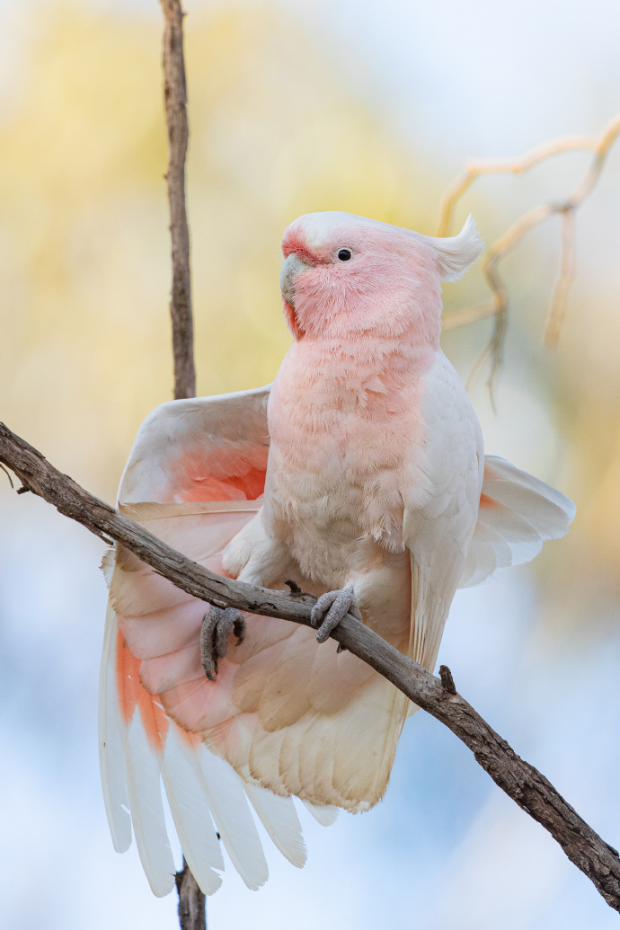 点击大图看下一张：美丽的彩冠凤头鹦鹉图片