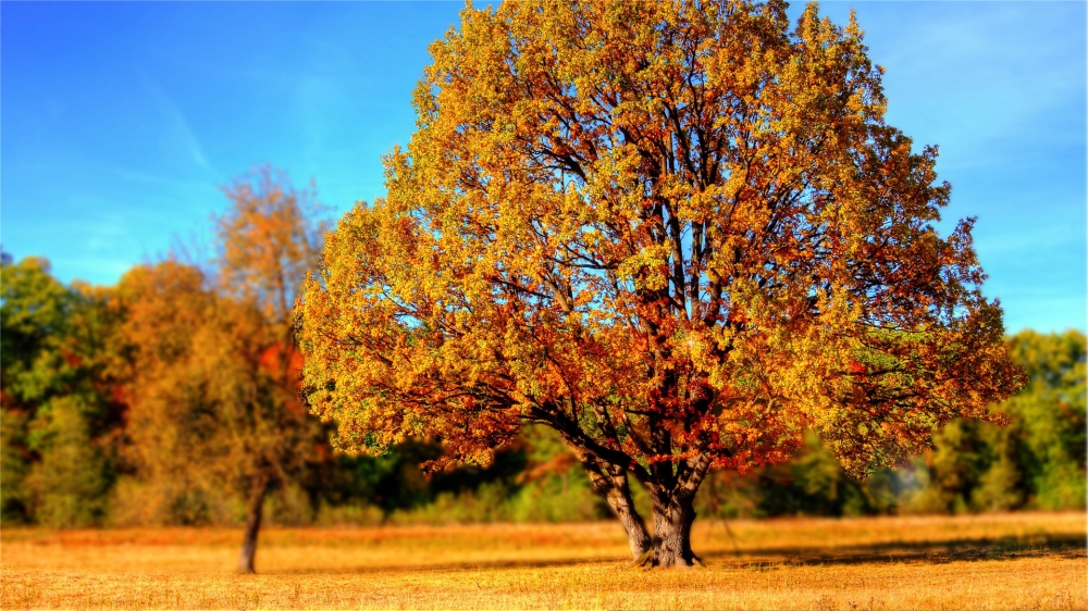 点击大图看下一张：秋日树林落叶唯美高清桌面壁纸