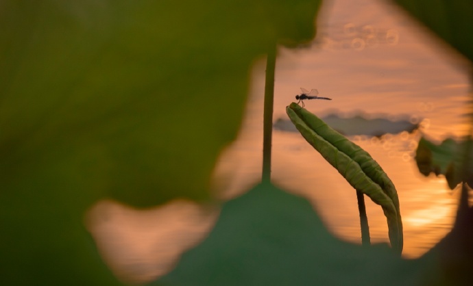 点击大图看下一张：绿阴不断。点水蜻蜓，夕阳天又晚