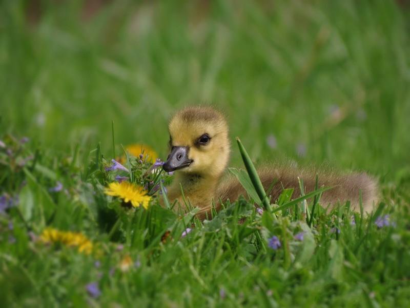 点击大图看下一张：一组很可爱的小黄鸭图片