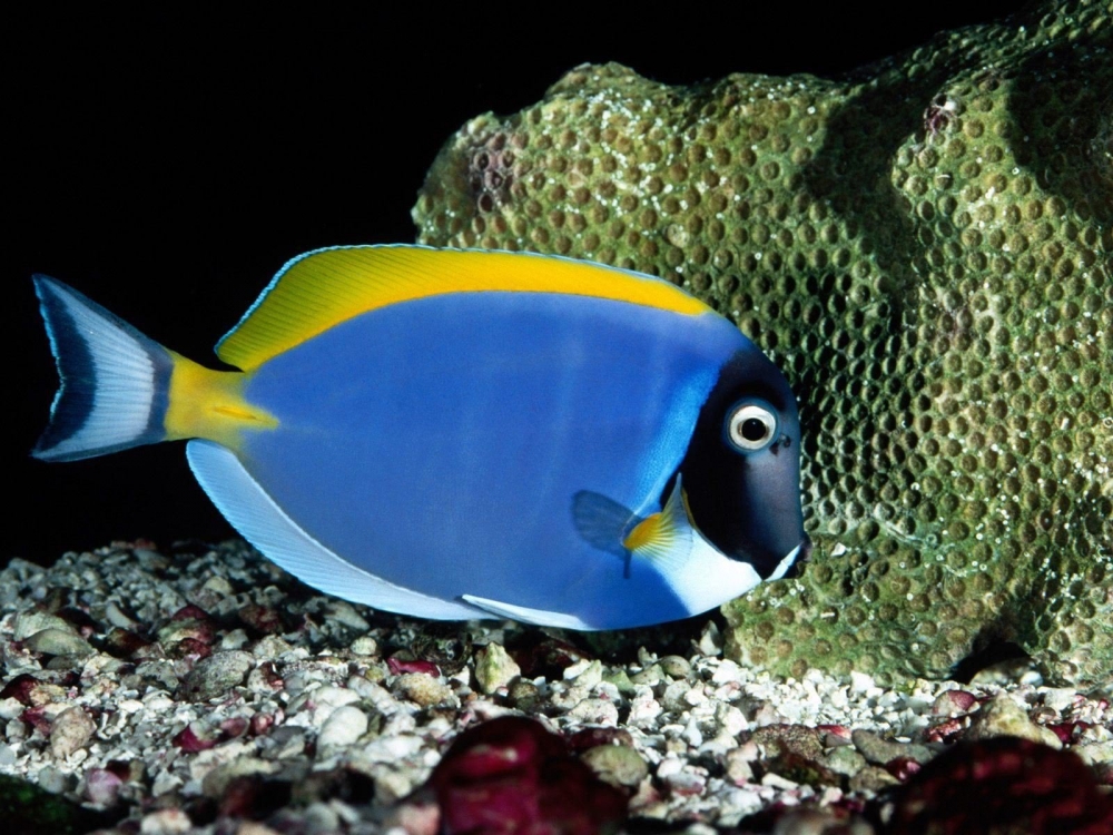 点击大图看下一张：种类繁多的热带鱼图片
