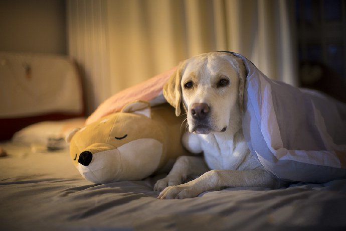 点击大图看下一张：爱睡觉觉的拉布拉多狗狗