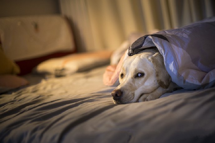 点击大图看下一张：爱睡觉觉的拉布拉多狗狗