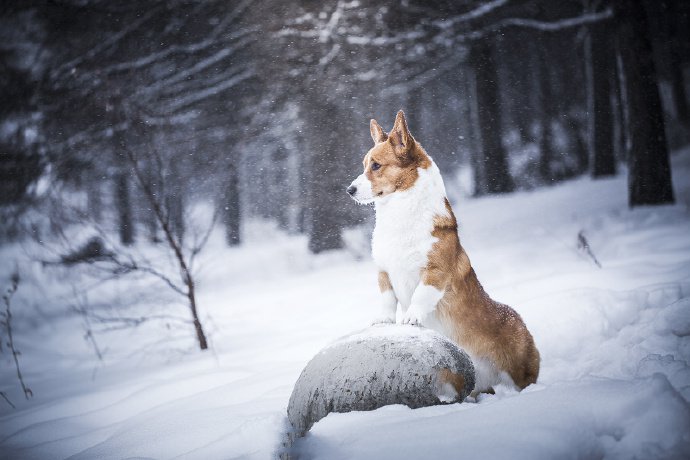 点击大图看下一张：雪地里玩耍的两只柯基犬