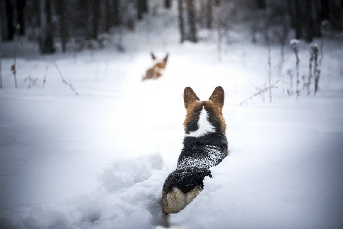 点击大图看下一张：雪地里玩耍的两只柯基犬
