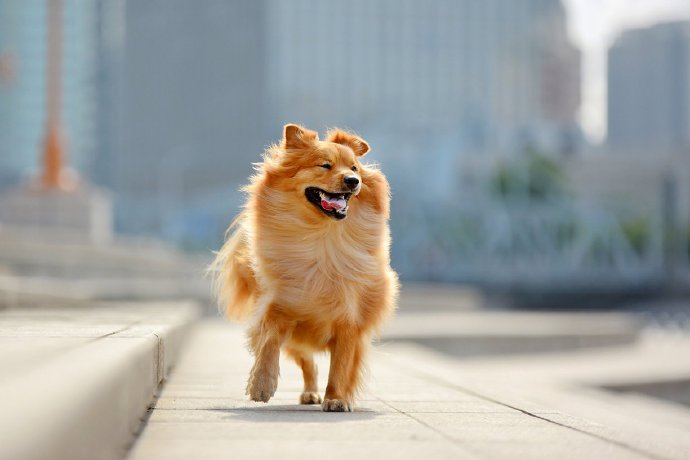 点击大图看下一张：一组城市街拍的狗狗图片
