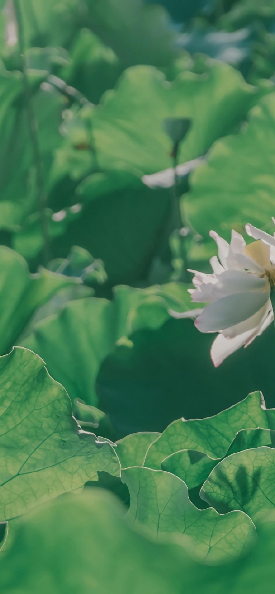 点击大图看下一张：意境夏日荷花摄影手机壁纸