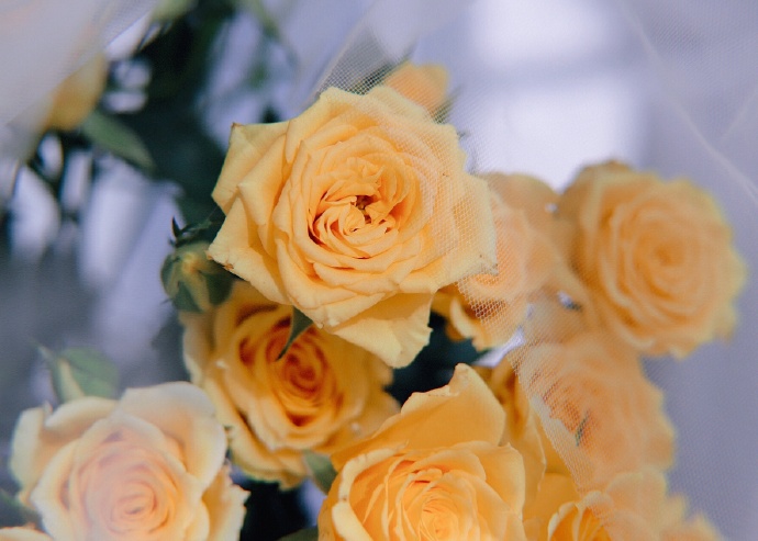 点击大图看下一张：一组意境超美的黄玫瑰图片