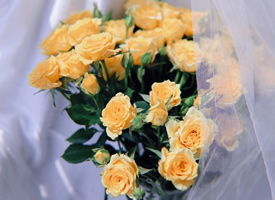 一组意境超美的黄玫瑰图片