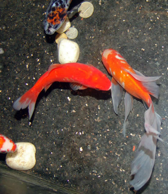 点击大图看下一张:象征幸运的锦鲤图片