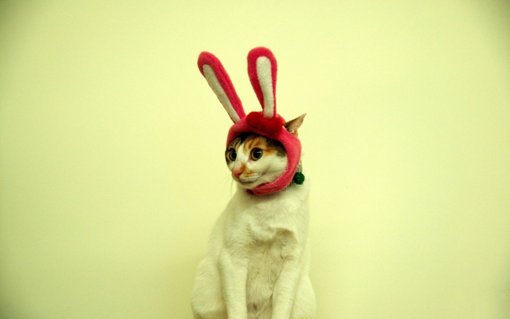 点击大图看下一张：戴帽子可爱的猫咪图片