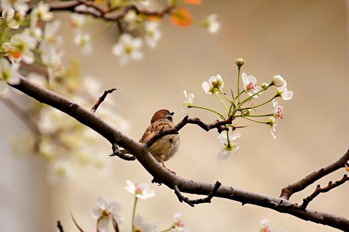 点击大图看下一张：梨树上的鸟儿图片