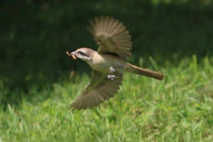 点击大图看下一张：展翅高飞的小鸟图片