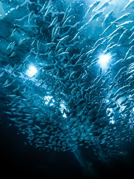 点击大图看下一张：蓝色海洋鱼群图片