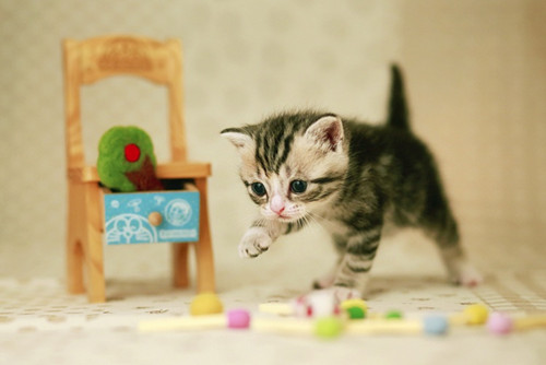 点击大图看下一张：可爱猫咪玩耍图片