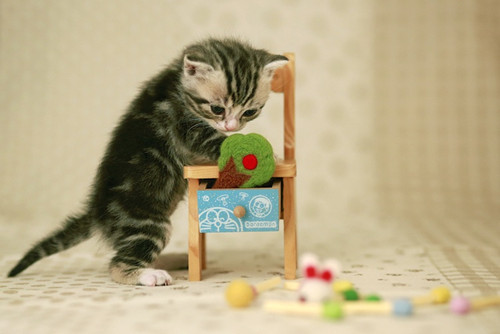 点击大图看下一张：可爱猫咪玩耍图片