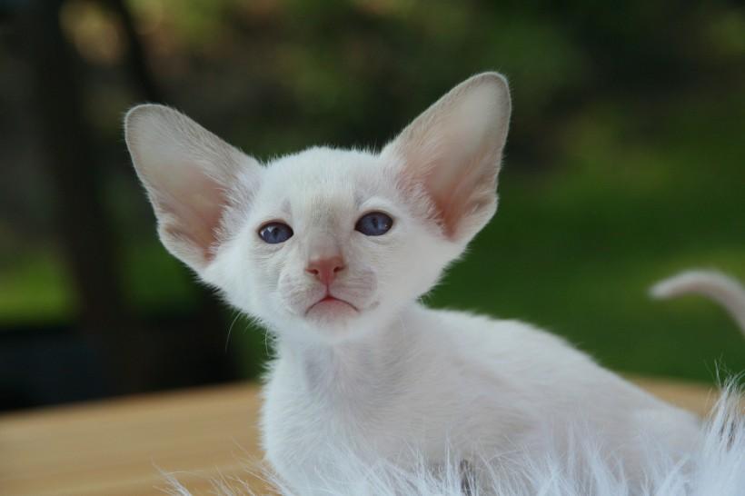 点击大图看下一张：一组泰国暹罗猫图片