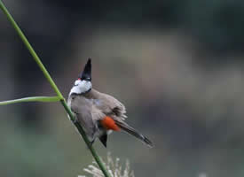 红耳鹎幼鸟图片