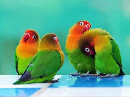 点击大图看下一张：一组爱情鸟图片