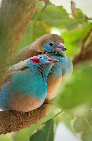 点击大图看下一张：一组爱情鸟图片