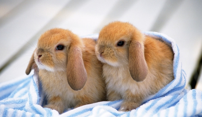 点击大图看下一张：一组荷兰垂耳兔图片欣赏