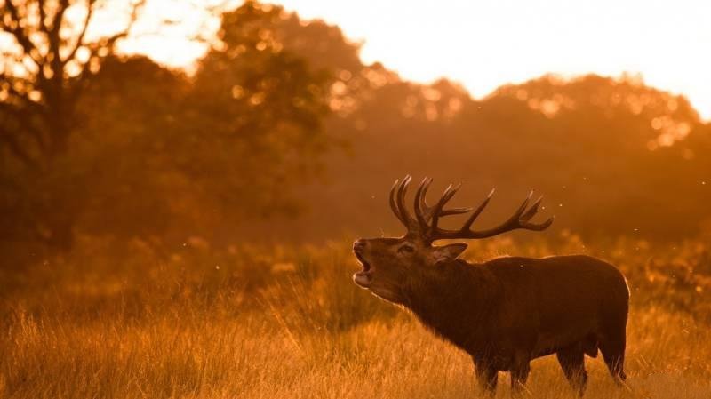 点击大图看下一张：一组夕阳下的麋鹿图片
