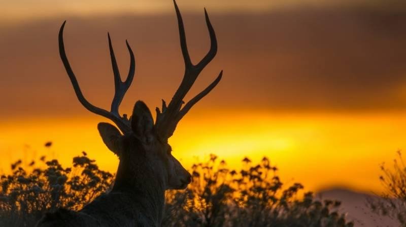 点击大图看下一张：一组夕阳下的麋鹿图片