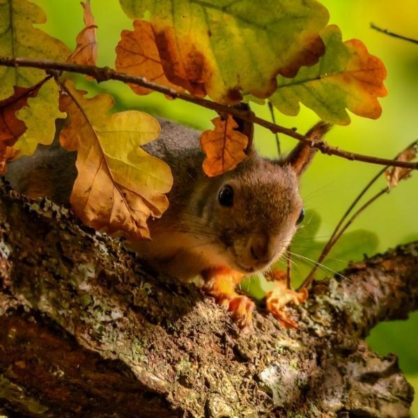 点击大图看下一张：一组秋天里可爱的小松鼠